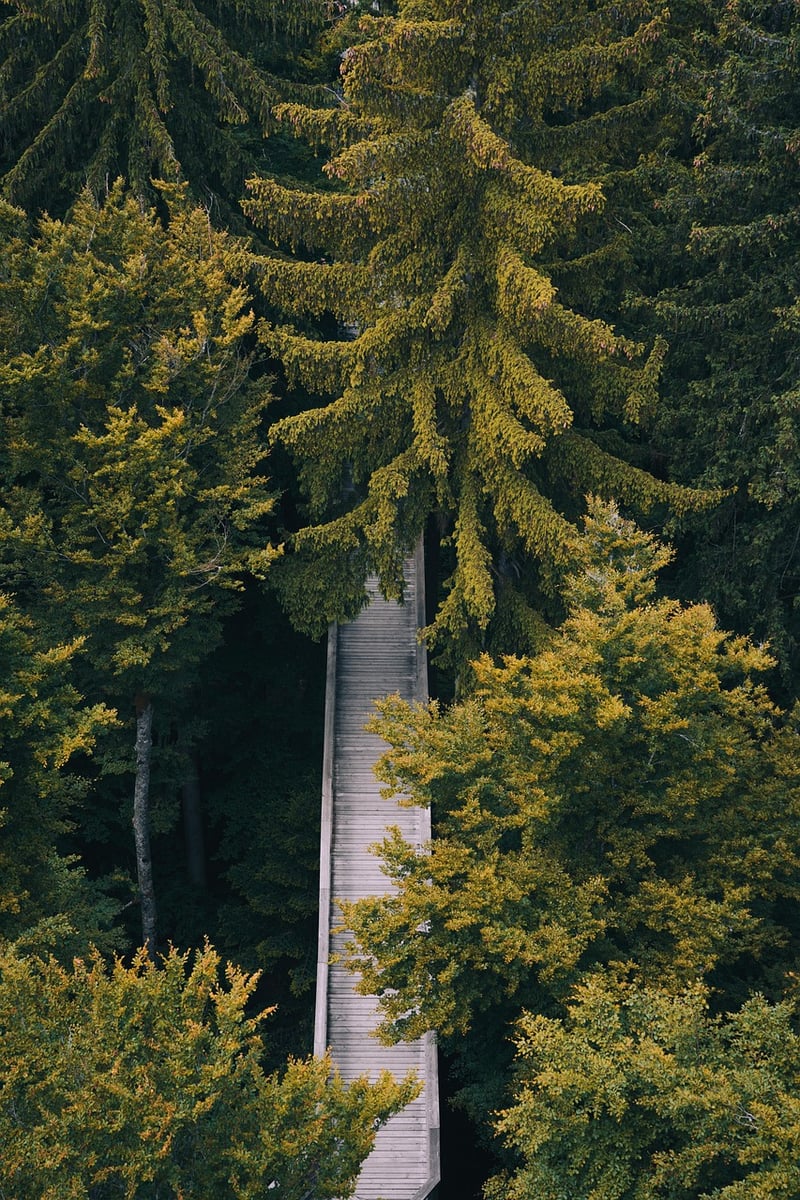 Mindful Walking Path